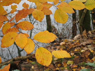 Close up to a branch of golden beech leaves.
