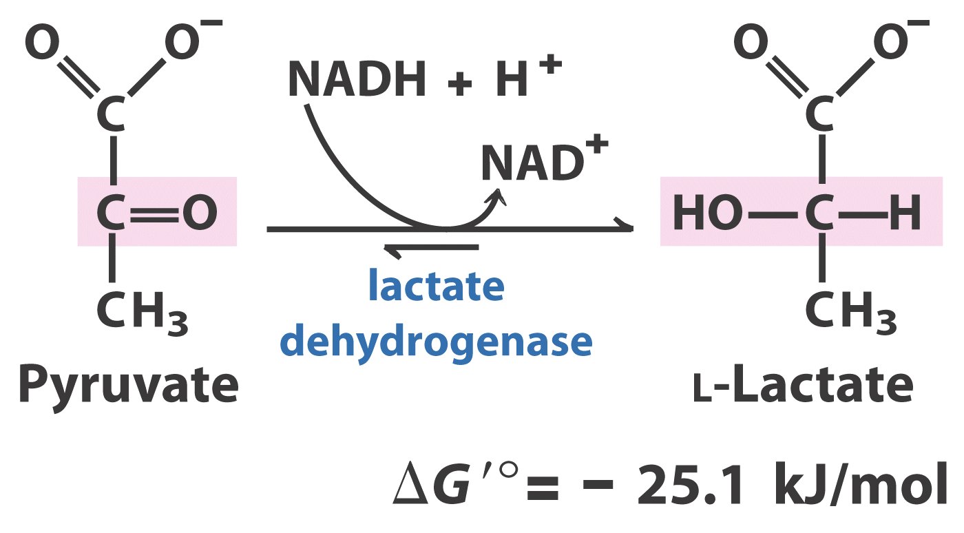 LLactato Deshidrogenasa; Lactato Deshidrogenasa
