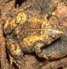 Camouflage animal pictures for kids image