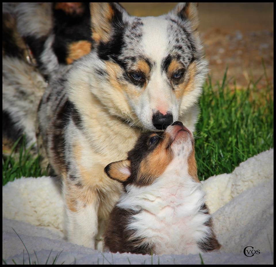 cowboy corgi puppies cowboy corgis available puppies breeds picture cowboy corgi puppies cowboy corgis available puppies breeds picture