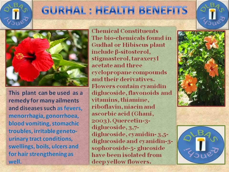 What are some benefits of hibiscus plants?