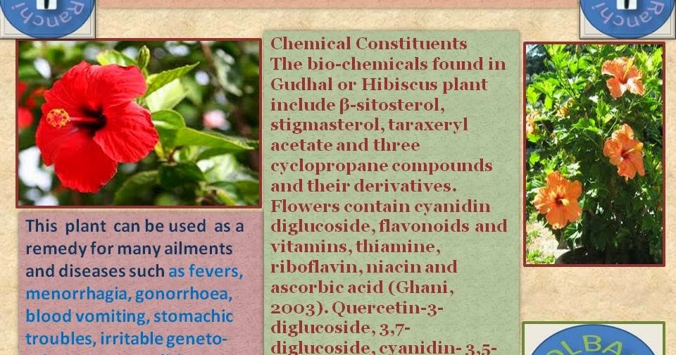 Acupressure & Natural Therapy Health Benefits Of Hibiscus