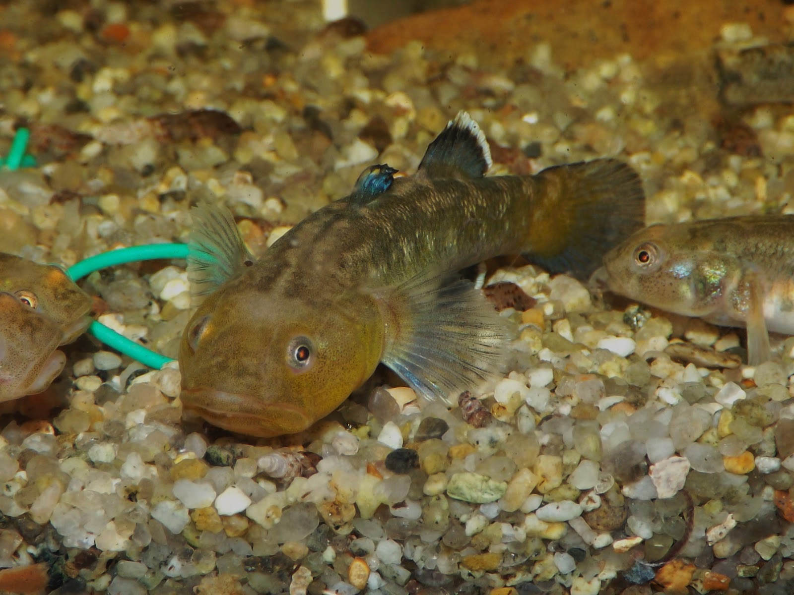 Desert Goby