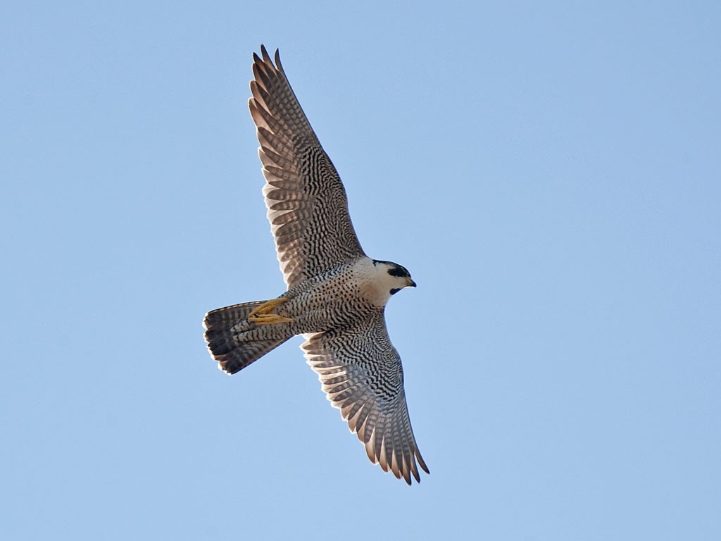 Flying Falcon