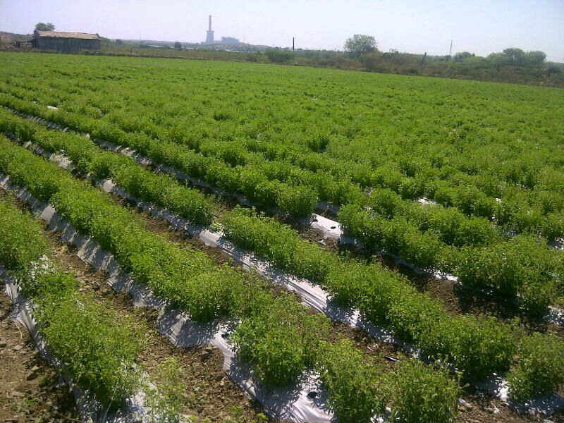 Organic Innovation Stevia Cultivation Stevia in many places