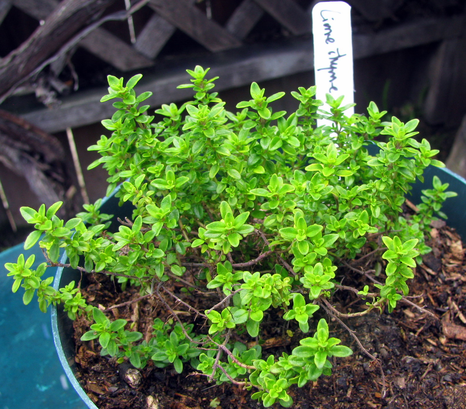 I Don't Cook, But My Boyfriend Does! Lime Thyme