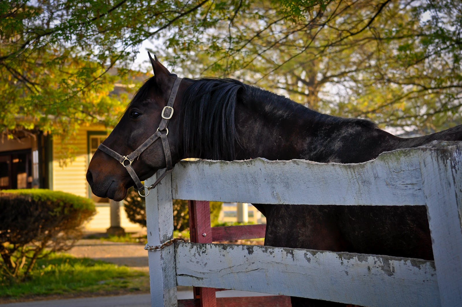 . Sarafina Photography Standardbred Horses at Hanover