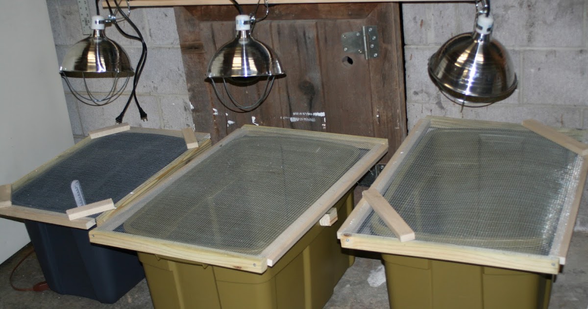 Brooding On DIY Brooder Boxes