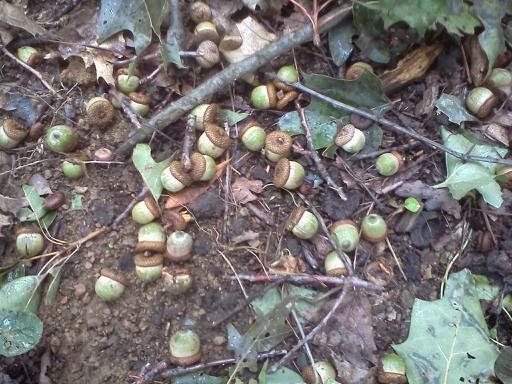 How to Grow Oak Trees from Acorns