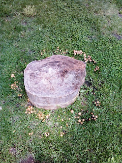 a mushroom ring around a tree stump
