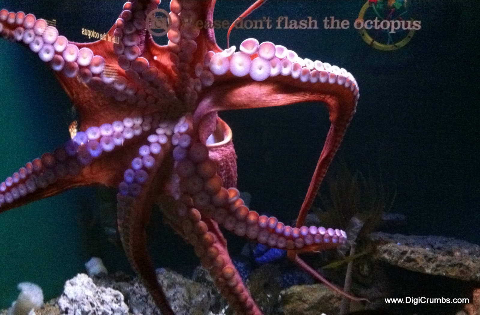 DigiCrumbs Baltimore National Aquarium Discounts Our Family’s