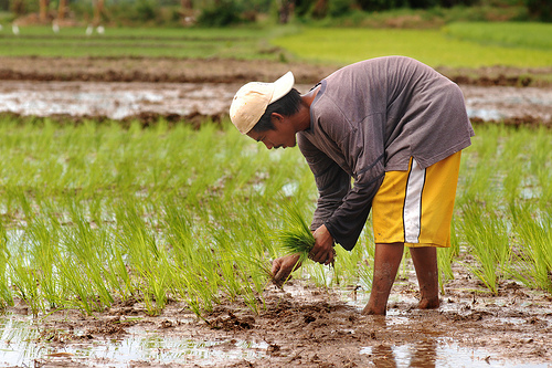 Farmer And Farm