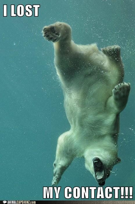 view polar bear funny pictures daily news