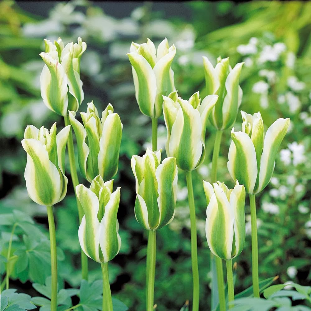 shop land garden at www landngarden com can words shop land garden at www landngarden com can words