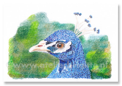 peacock drawing in color colour pencil