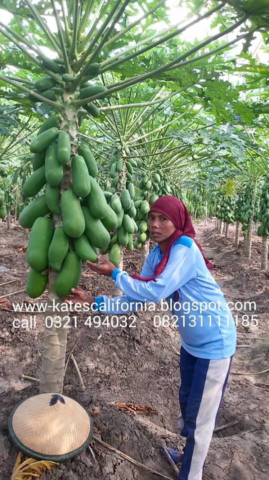 PEPAYA CALIFORNIA IBU PONEDI