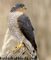 Atmaca Kusu Kuslar Hakkinda Bilgiler