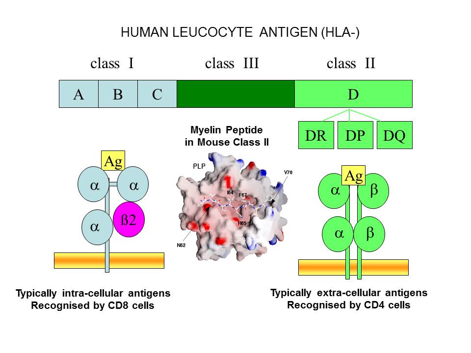 Hla Antigen Meaning at Kimberly Cifuentes blog