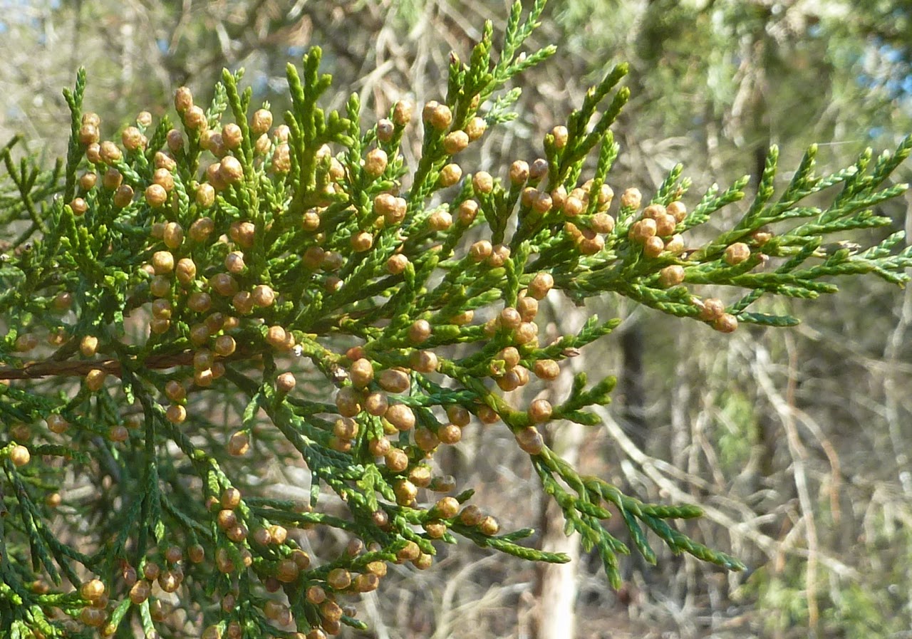 Springfield Plateau Cedar Flowers or Cones