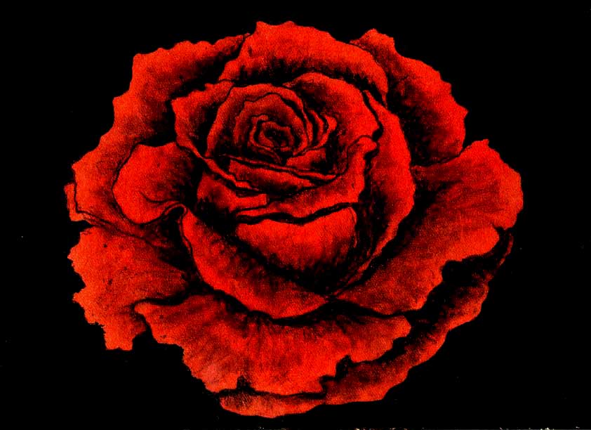 ROSA - rosa rosa