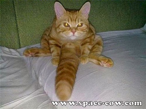 Hd Funky Pics Funny Animals Angry Cats