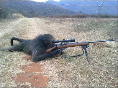 Don%25E2%2580%2599t+Ever+Gives+a+Loaded+Gun+to+Monkey.jpg