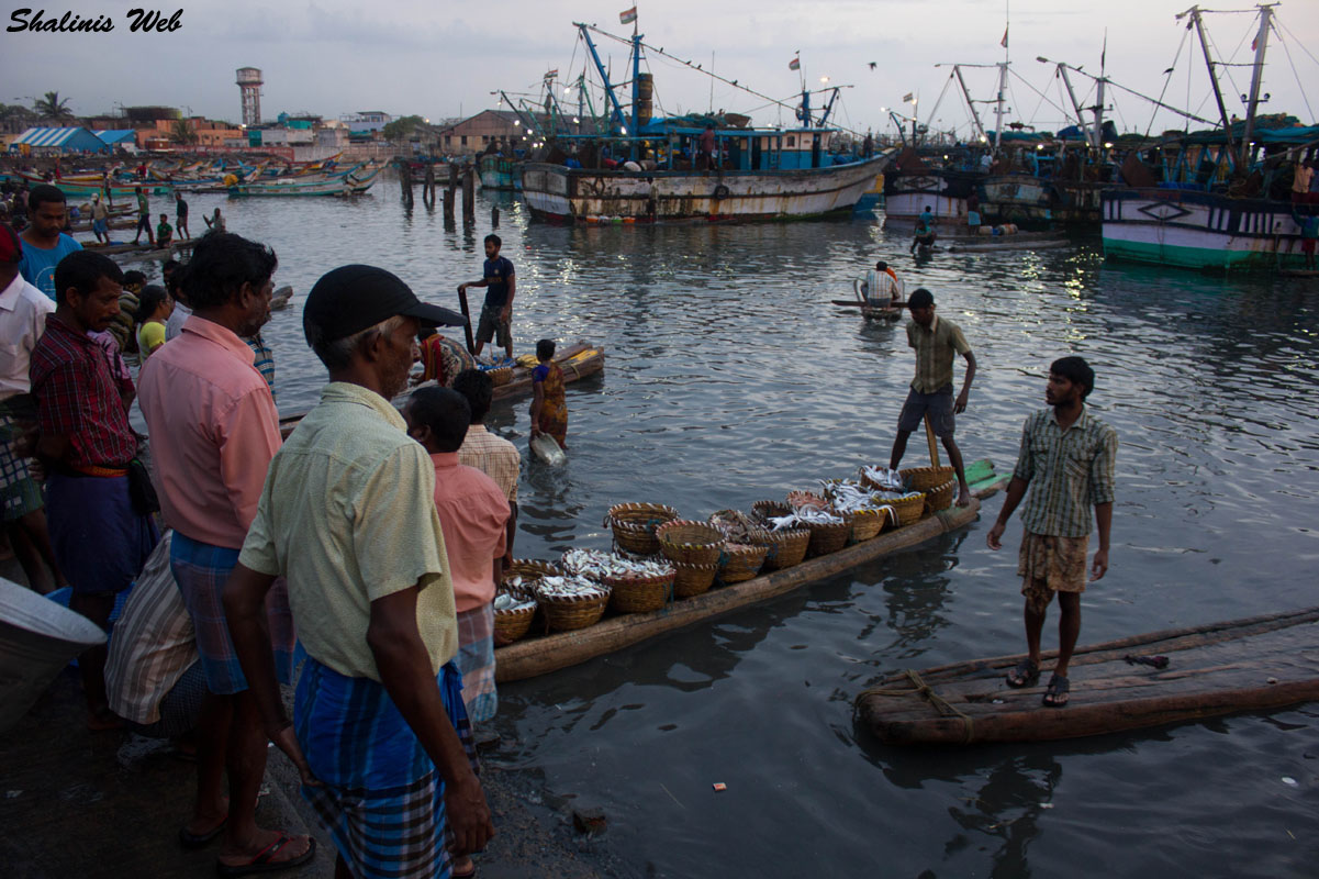 Shalini's Web Fish MarketKasimedu ,Chennai