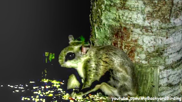 Southern Flying Squirrel 