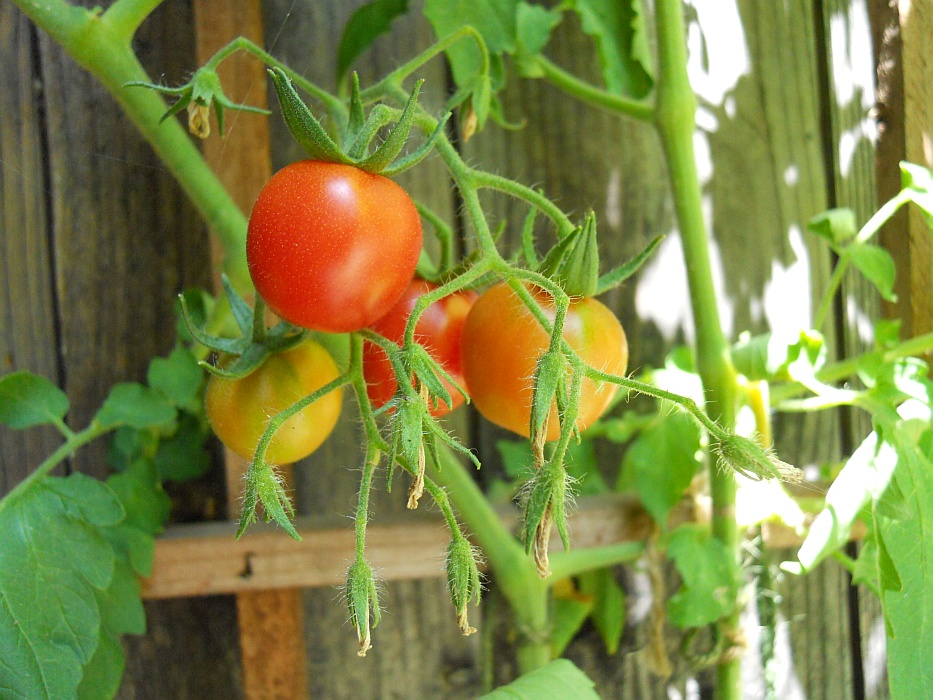 Liisa's Garden Journey August 2011