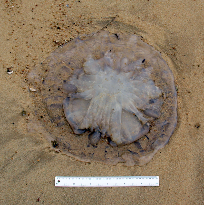 Fossil CSI Comparing a fossil jellyfish found at Solnhofen with
