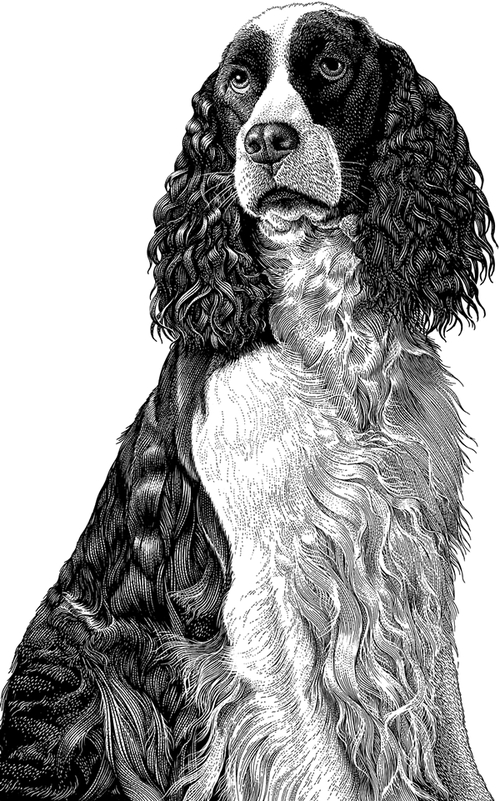 14-Springer-Spaniel-Michael-Halbert-Scratchboard-Images-of-Animals-and-Architecture-www-designstack-co