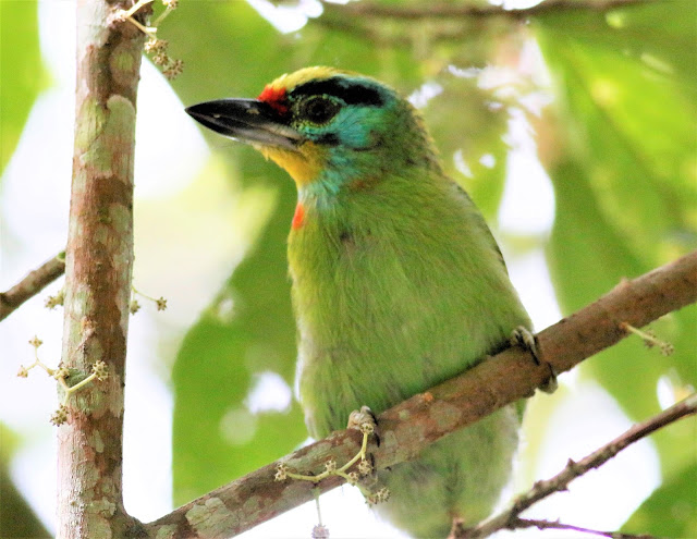 Ron Nature Adventures