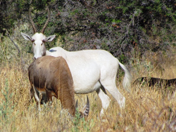 Albino Wildebeest