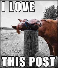 horse-meme.jpg