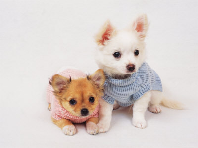Chihuahua Puppies on Looking White And Brown Chihuahua Puppies Wearing Clothes Wallpaper