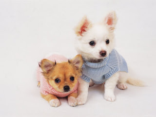 two cute looking white and brown Chihuahua puppies wearing clothes wallpaper