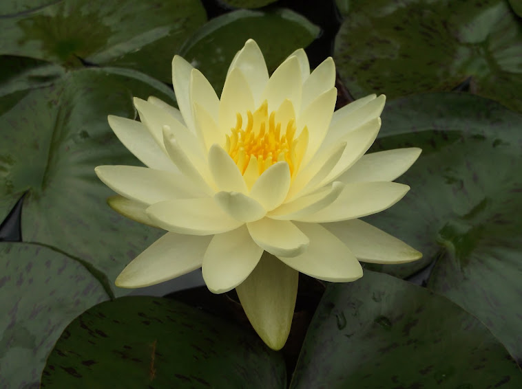 "Texas Dawn" water lily