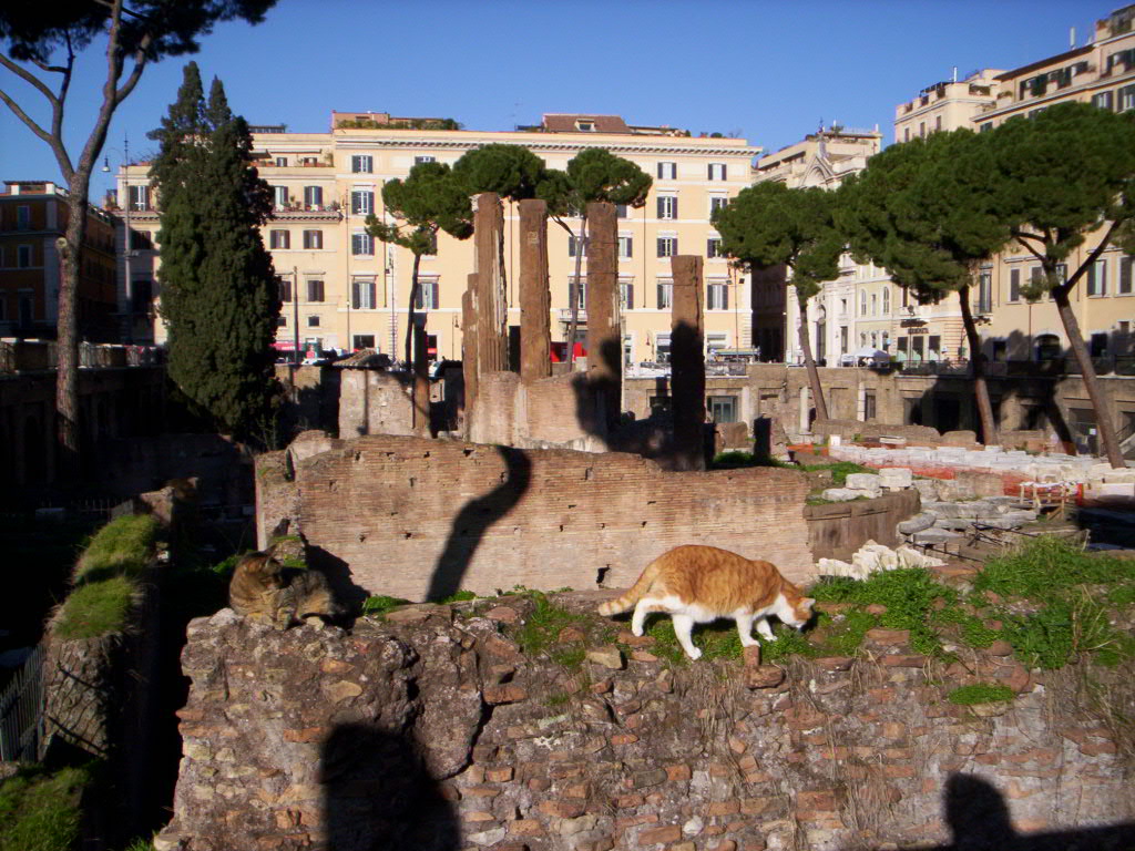 Rome Cats