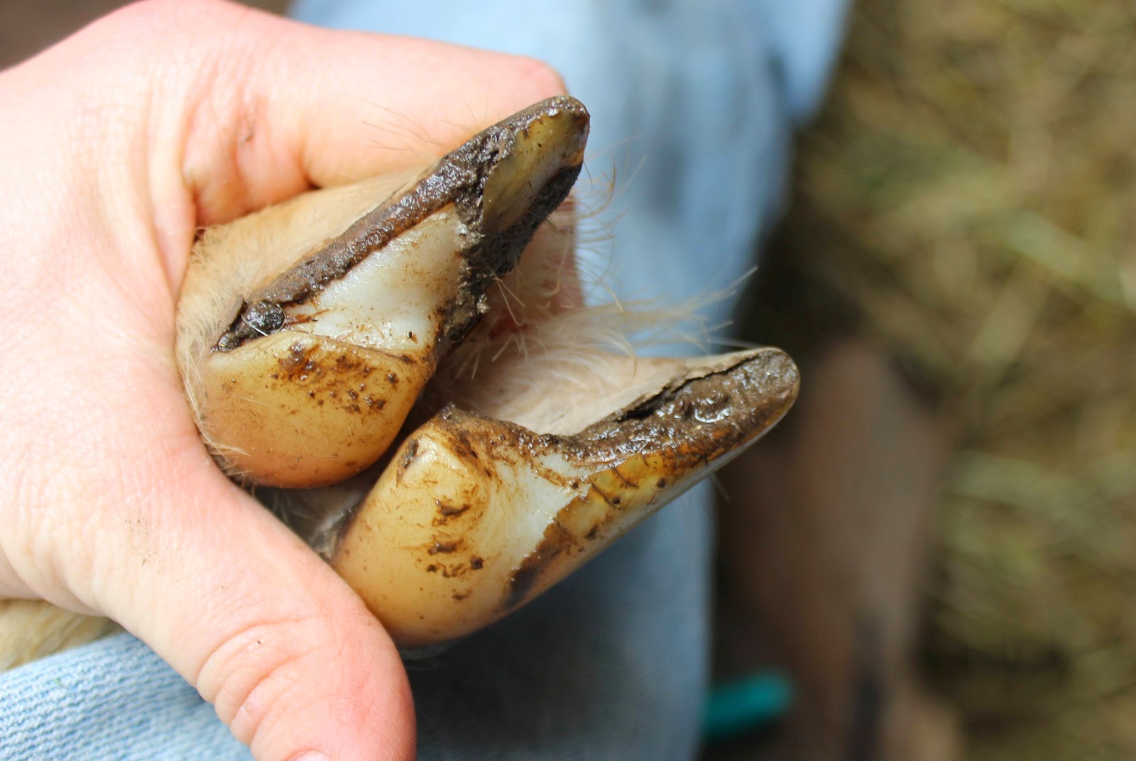 HighTail Farms: Trimming Goat Hooves | Trimming goat hooves, Farm