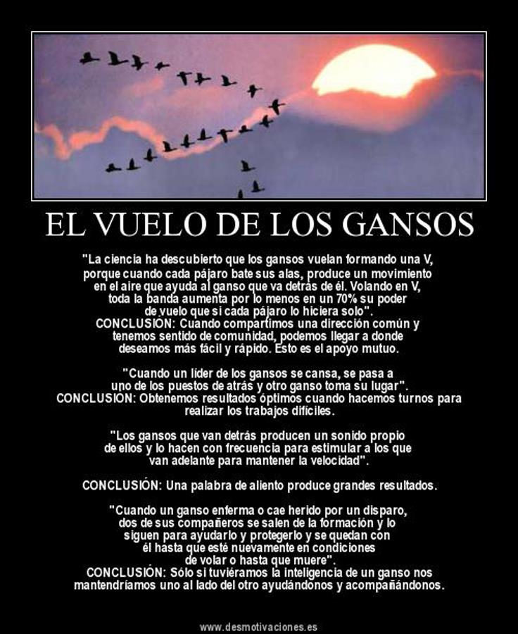 VECINO VIGILANTE YUCATAN El Vuelo de los Gansos una lección de vida.