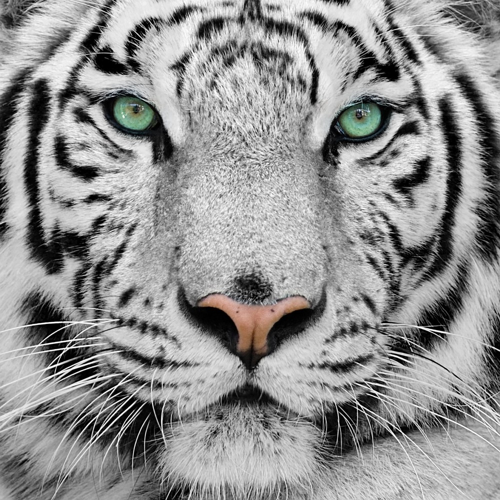 Quel animal est le plus beau selon vous ? Mohini+tigre+blanc+2