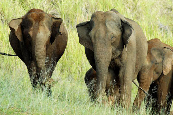 http://1.bp.blogspot.com/-fYZjXFOEGWs/Ud_vbXJ40DI/AAAAAAAADrY/IMDkjJULB78/s1600/Wild-elephants-in-Periyar-Wild-life-sanctuary,-Thekkady.jpg