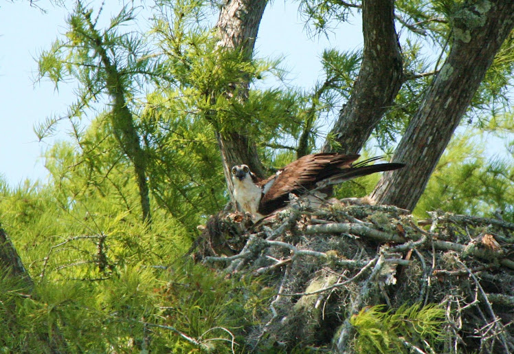 Nesting Osprey