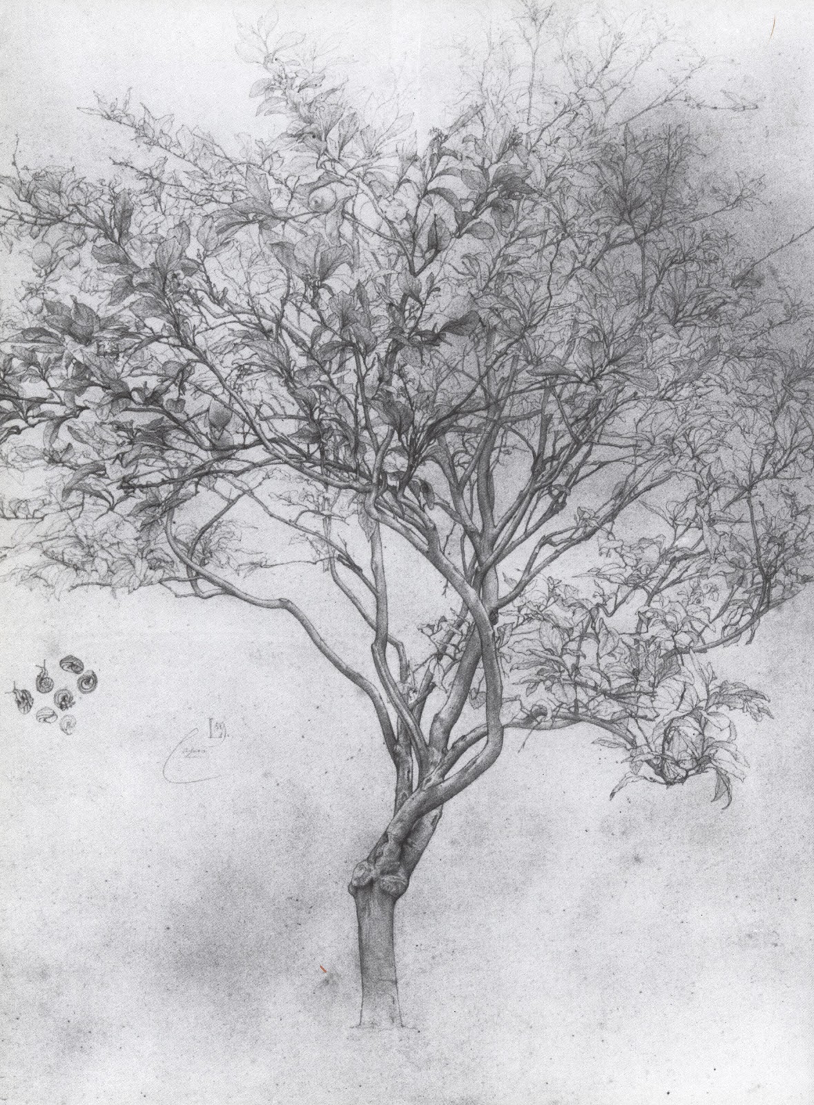 Silverpoint Drawing, History and Technique Artists' Blogs Medical