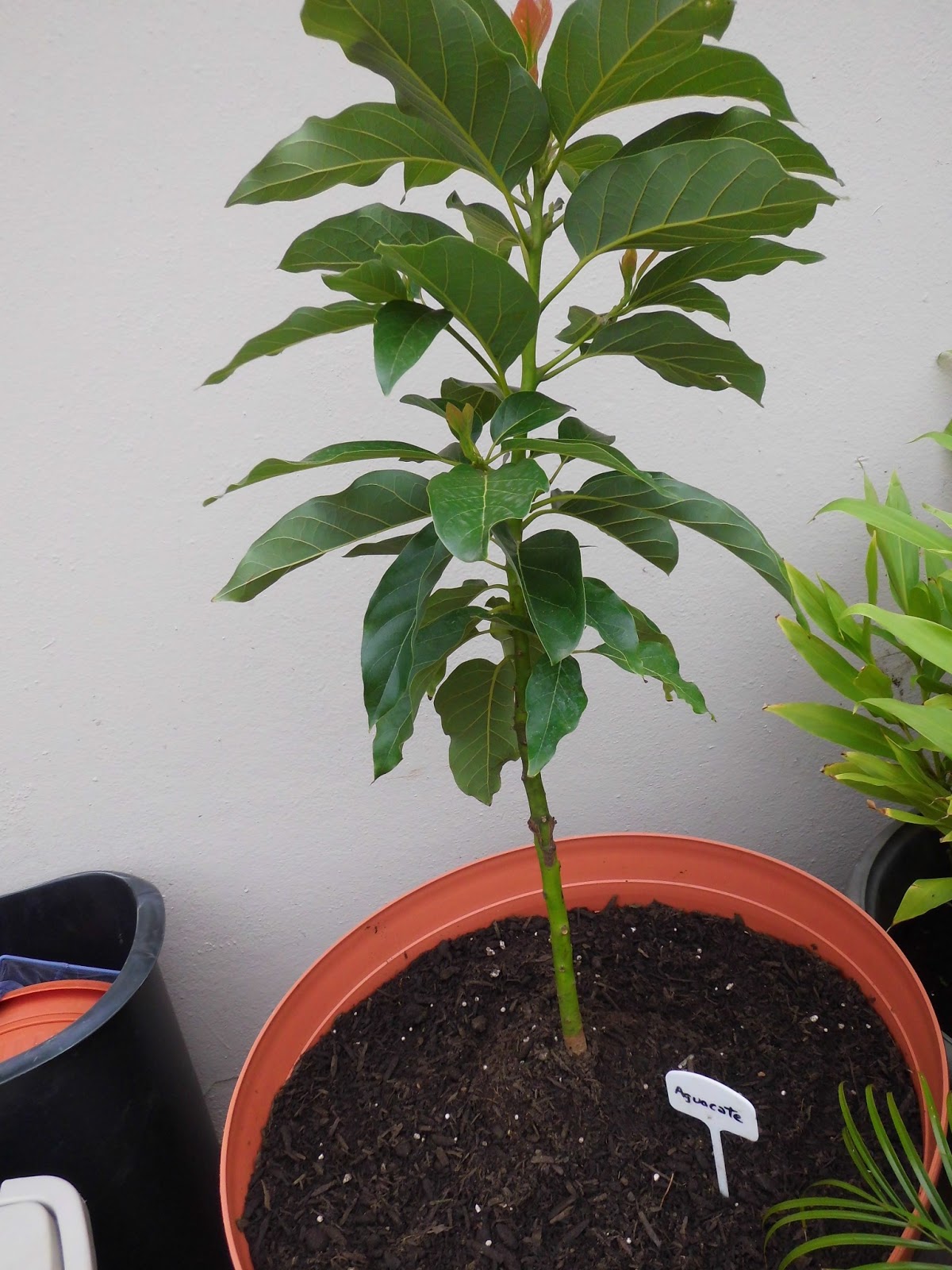 Mi patio y yo: Mis árboles en tiestos