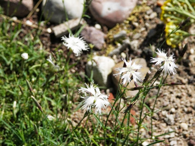[Bild: 1_dianthus+arenarius_Sandnelke_20130617.jpg]
