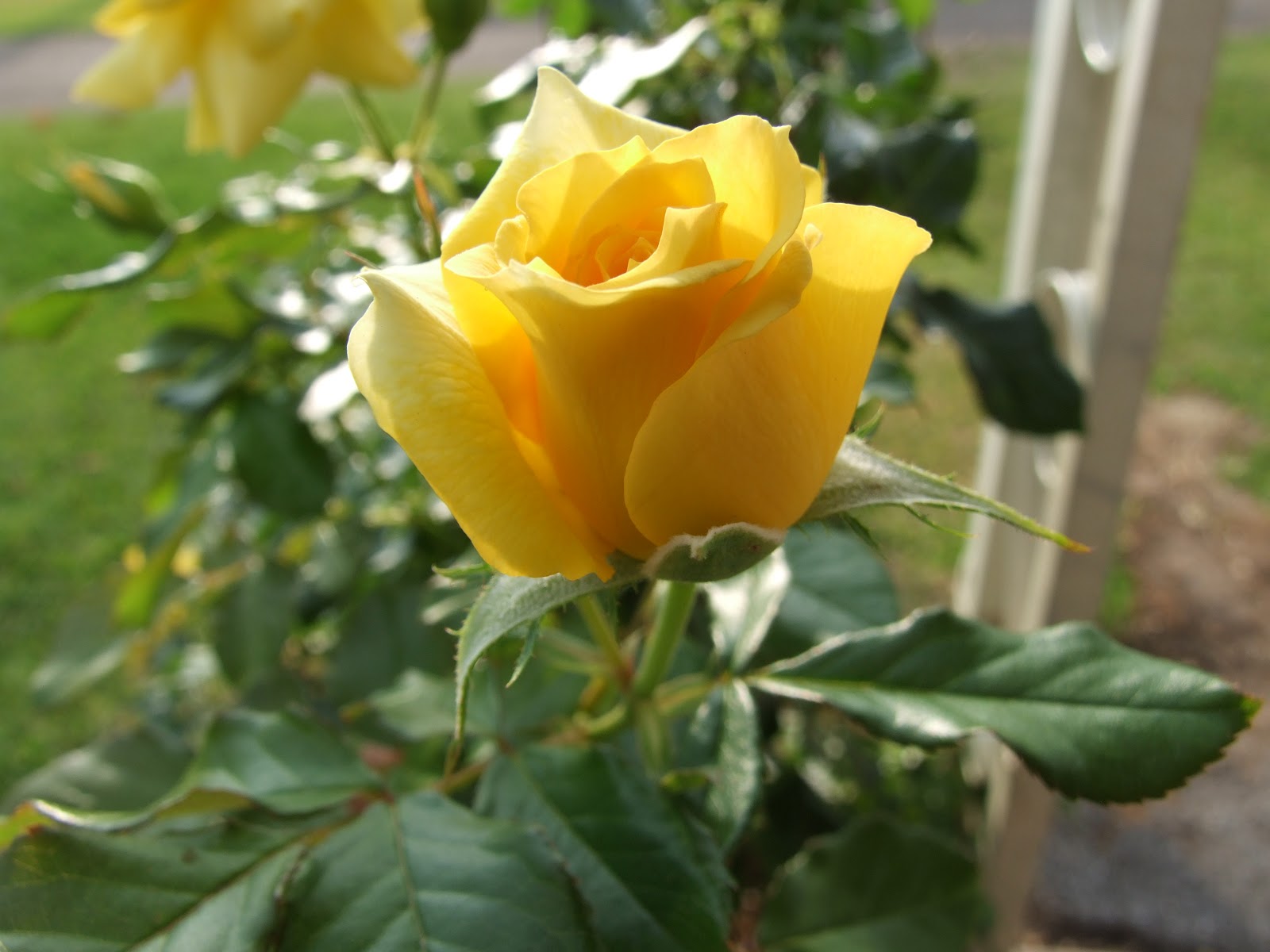 Barb and Butch's Big Adventure Yellow Rose of Texas