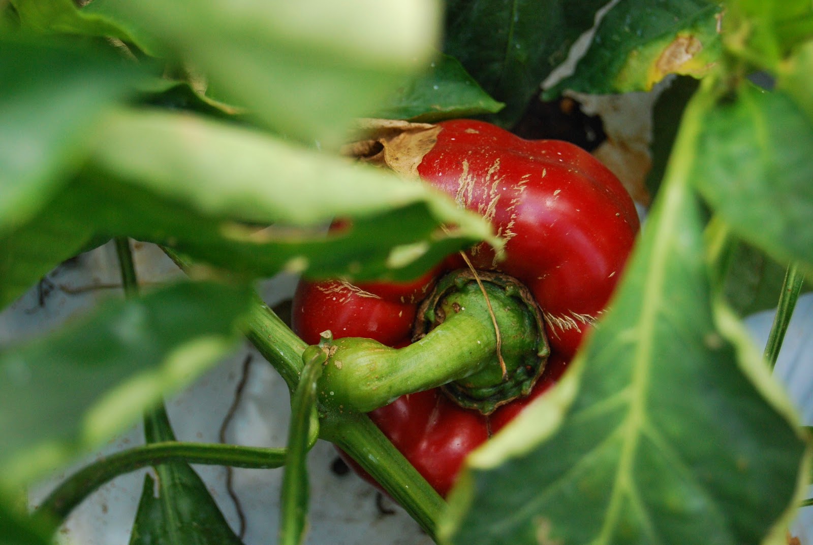 Helen A. Lockey Red Bell Pepper Bedner's Florida UPick Style