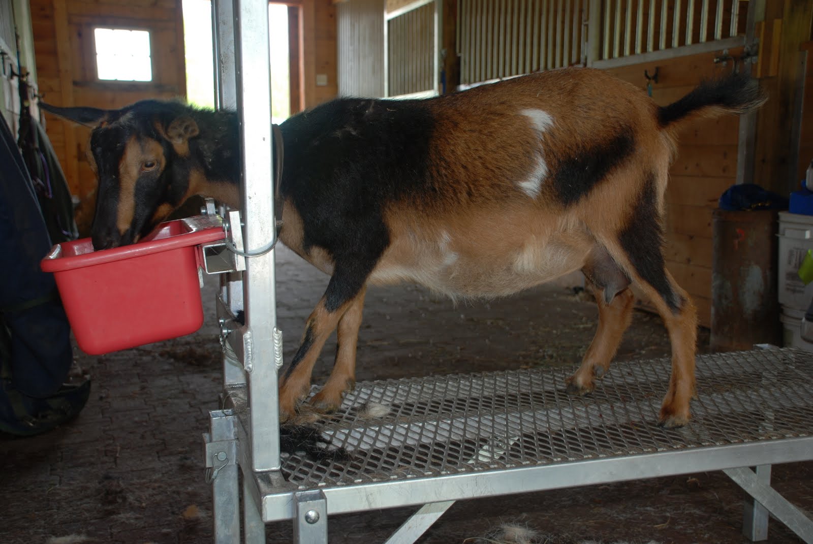 Life in the Goat Lane Goat Hair Cuts