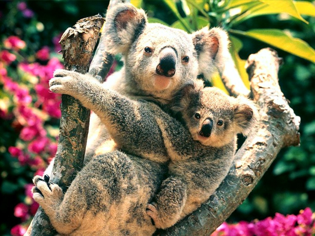 Amazing Koala Endangered Species, Koalas Facts, Photos, Information
